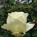 R_Elina_CM08 (2)